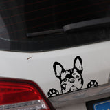 French Bulldog Curious Looking Over Sticker