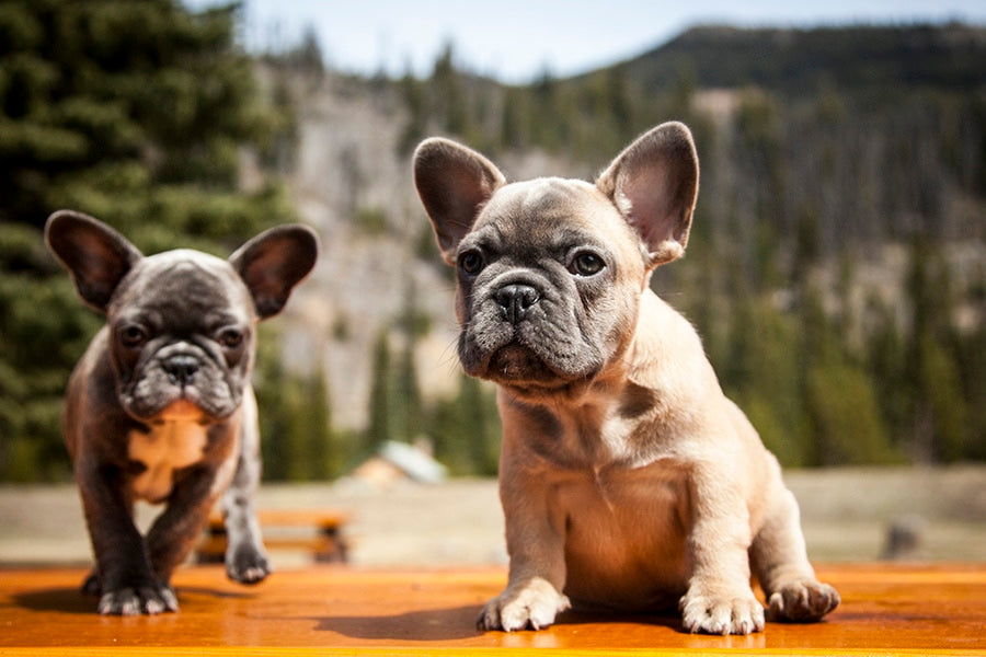 Reasons to get a French Bulldog