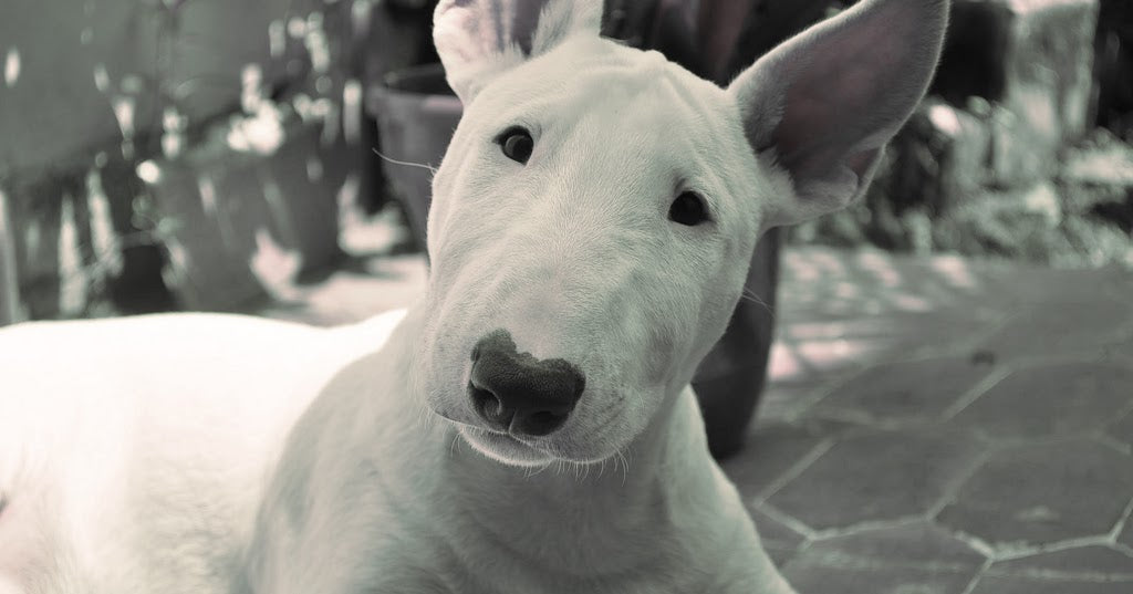 Cool Facts About Bull Terriers