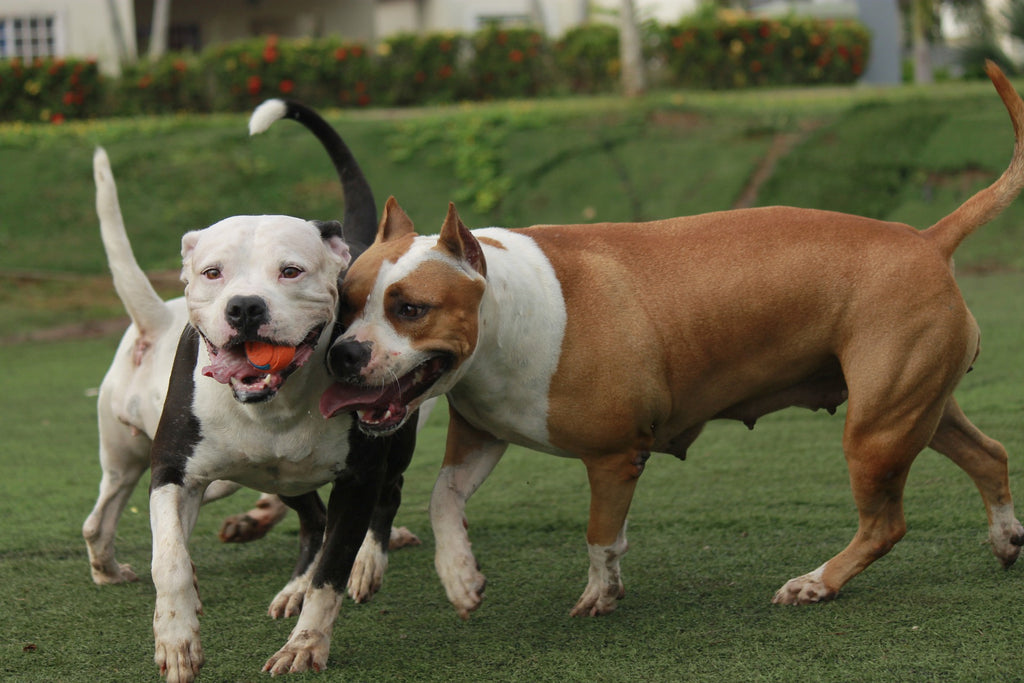 Things Every Pit Bull Owners Should Know