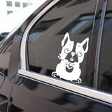 Boston Terrier Sitting Circle Eyes Decal Sticker