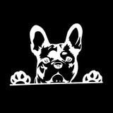 French Bulldog Curious Looking Over Sticker