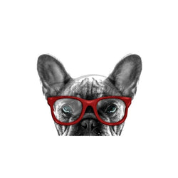 Peeking French Bulldog in Red Glasses Car Stickers