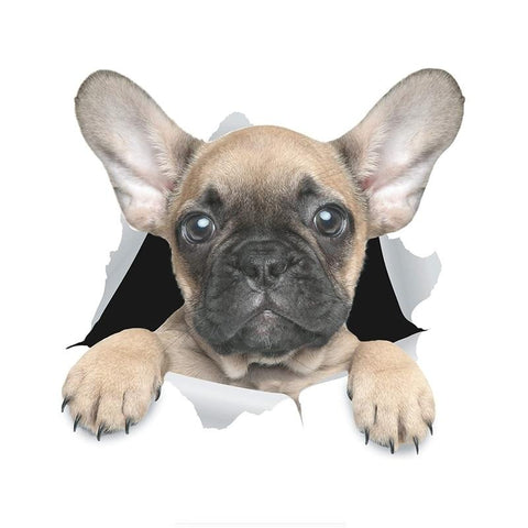 French Bulldog Looking Through Page Sticker