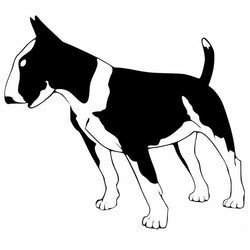 Bull Terrier Leaning Forward Sticker (6" x 5.3")