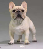 Detailed French Bulldog Standing 1/6 Scale Figurine Collectibles